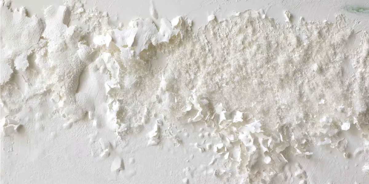What is White Mold What is White Mold